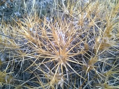 Astragalus arnacantha