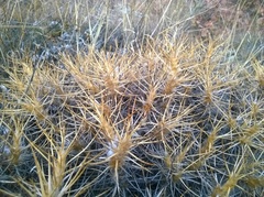 Astragalus arnacantha