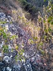 Hippocrepis emerus emeroides