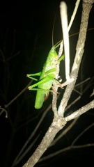 Austrosalomona destructor