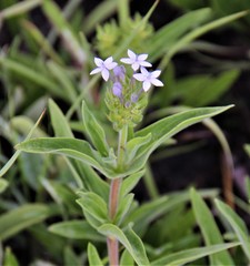 Pentanisia arenaria