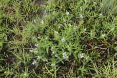 Pentanisia arenaria