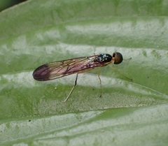 Ptecticus longipennis
