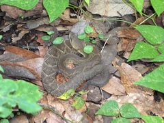 Crotalus basiliscus