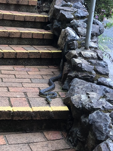 Coastal Carpet Python sighting