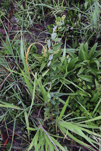 Ozoroa xylophylla image