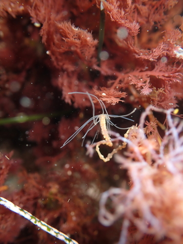 Ramex californiensis