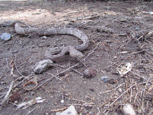 Photo of a Costal Lyre Snake (Trimorphodon biscutatus)