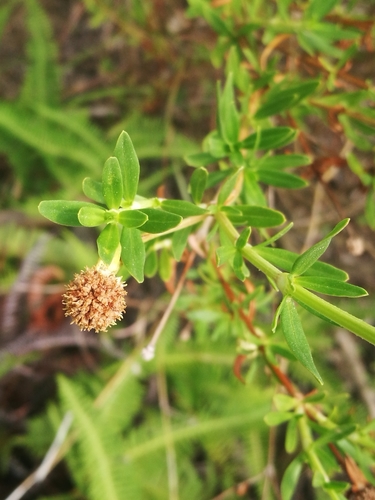 shrubby false buttonweed