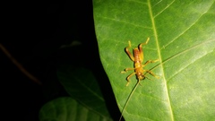 Phryganogryllacridini