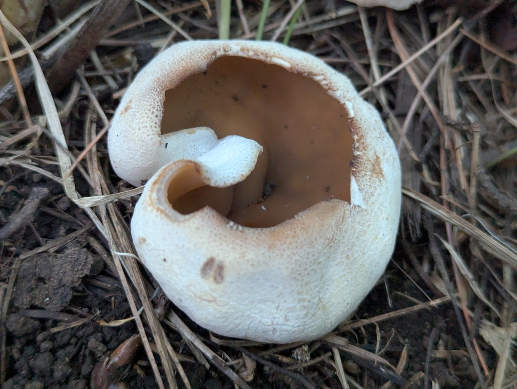 Peziza sp. 'CA08'