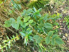 Rubus apetalus