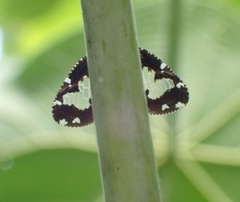Ricanoptera fenestrata
