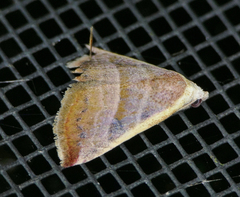 Eublemma cinnamomea