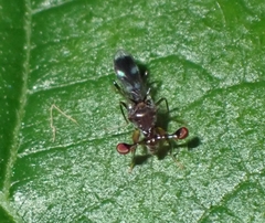 Megalabops quadriguttata