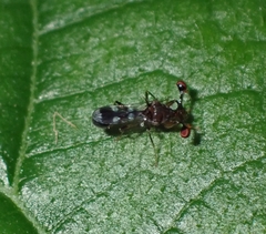 Megalabops quadriguttata