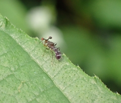 Megalabops quadriguttata