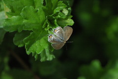Hypolycaena philippus philippus