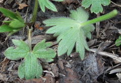 Ranunculus japonicus propinquus