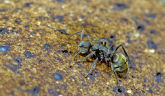 Polyrhachis vermiculosa