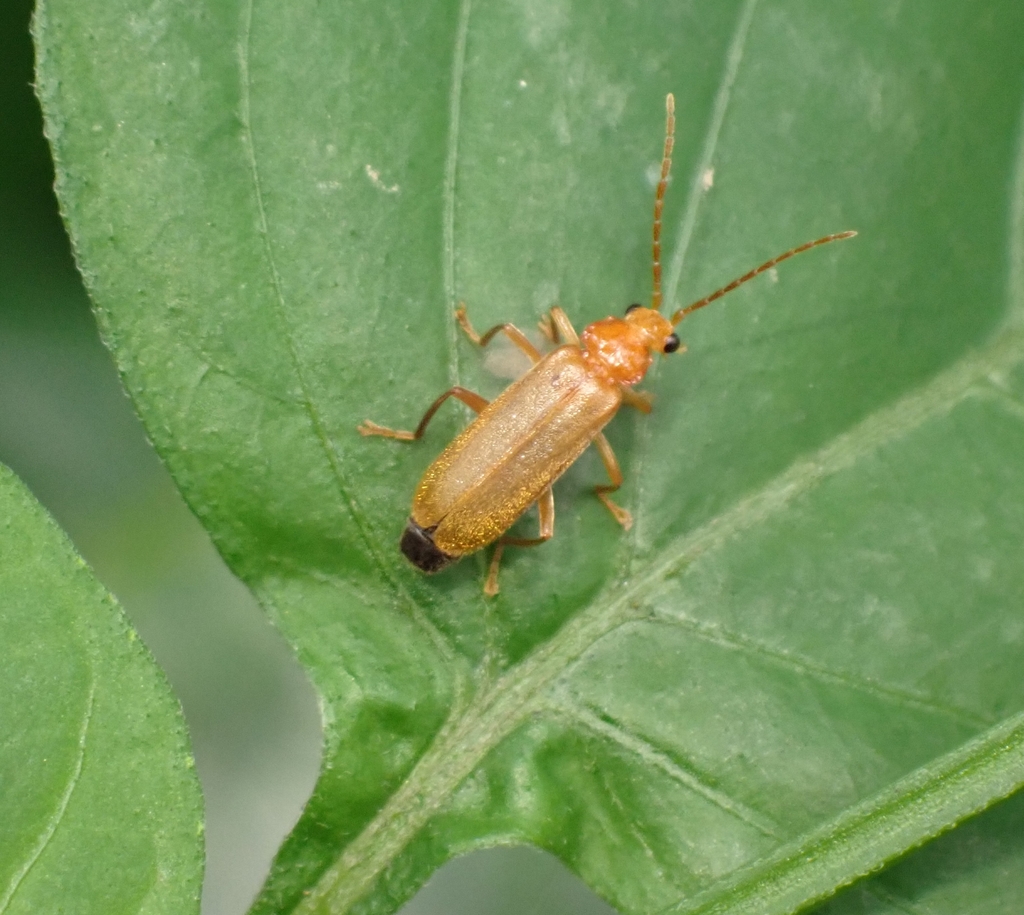 Pseudosilis
