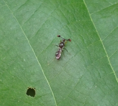 Megalabops quadriguttata