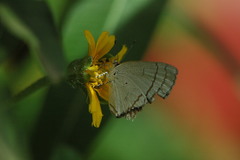 Hypolycaena philippus philippus