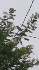 Garrulus glandarius