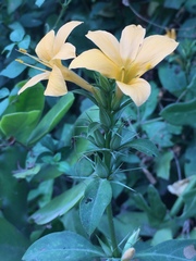 Barleria prionitis