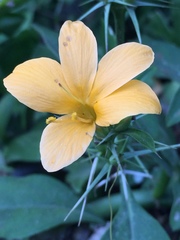 Barleria prionitis