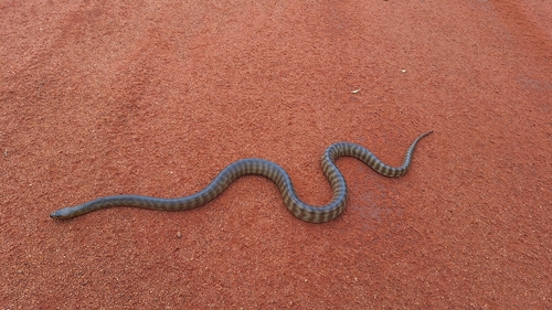 Woma Python sighting