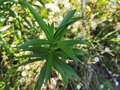 Faujasia salicifolia