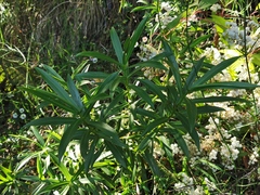 Faujasia salicifolia
