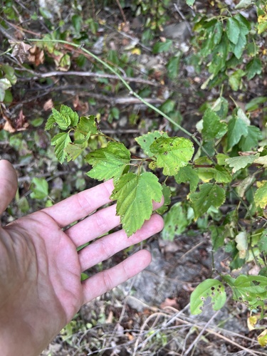 Midwestern ninebark (Physocarpus intermedius)