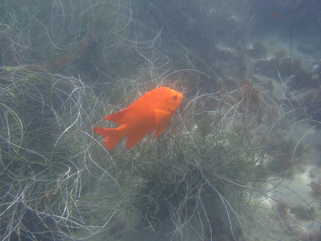 Adult garibaldi among seagrass, La Jolla Shores, California
