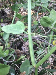 Cissus quadrangularis quadrangularis