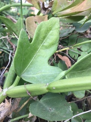 Cissus quadrangularis quadrangularis