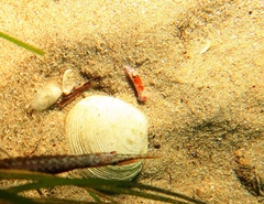 Chromodoris alternata