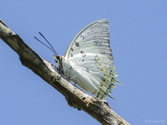 Polyura delphis
