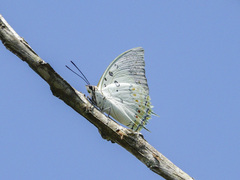 Polyura delphis