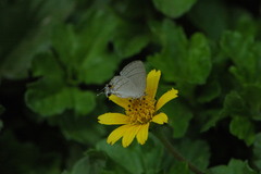 Hypolycaena philippus philippus