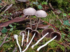 Coprinopsis canoceps