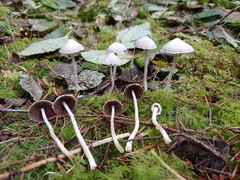 Coprinopsis canoceps