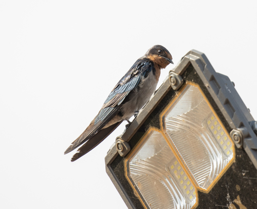 Angola Swallow (Hirundo angolensis), photo 7