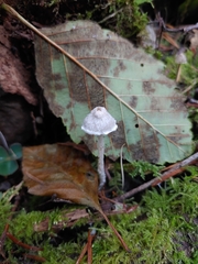 Coprinopsis canoceps