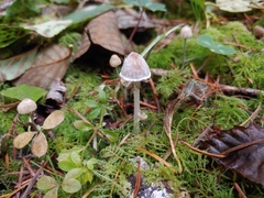 Coprinopsis canoceps
