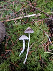 Coprinopsis canoceps