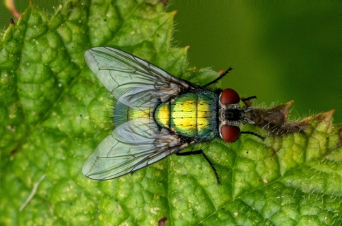 Unknown species found near Sehome, Bellingham, WA, USA