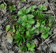 Potentilla stolonifera