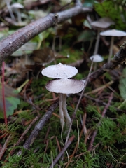 Coprinopsis canoceps